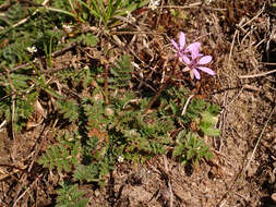 Image of Common Stork's-bill