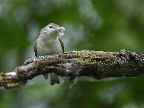 Vireo gilvus (Vieillot 1808) resmi