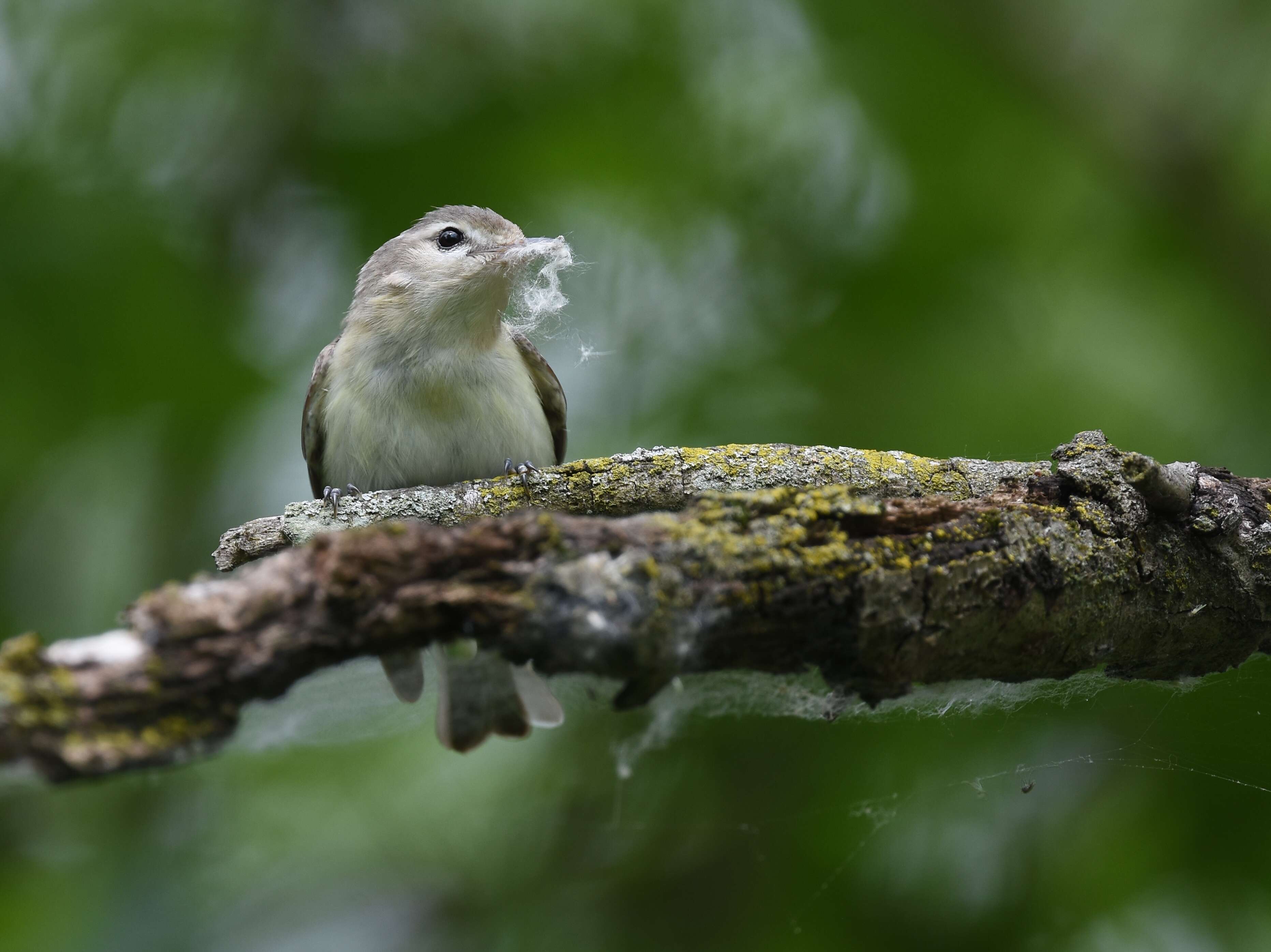 Image of Warbling Vireo