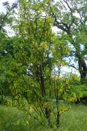 Image of Alpine Laburnum