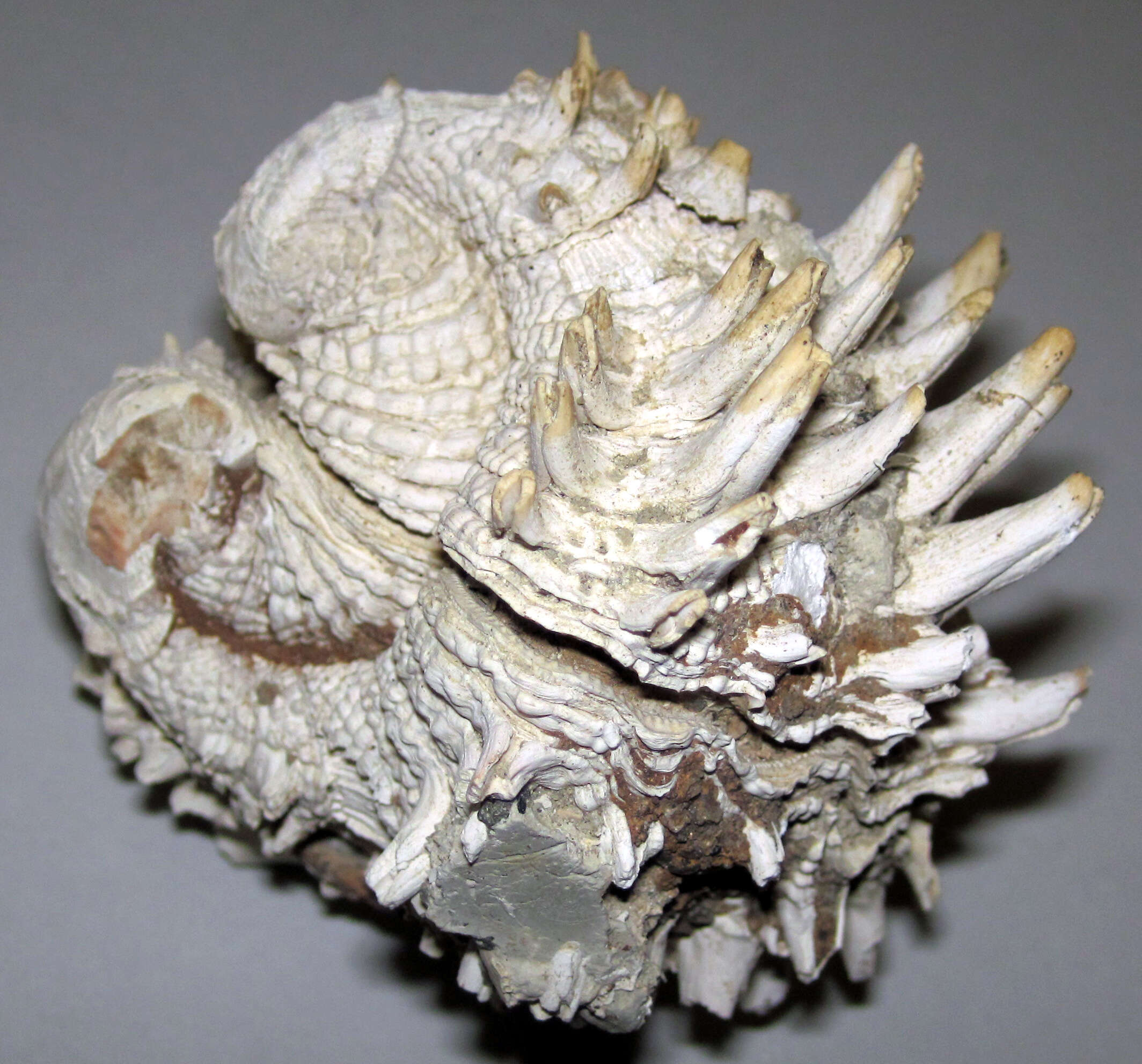 Image of Florida spiny jewel box clam