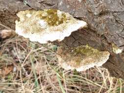 Image of Trametes trogii Berk. 1850