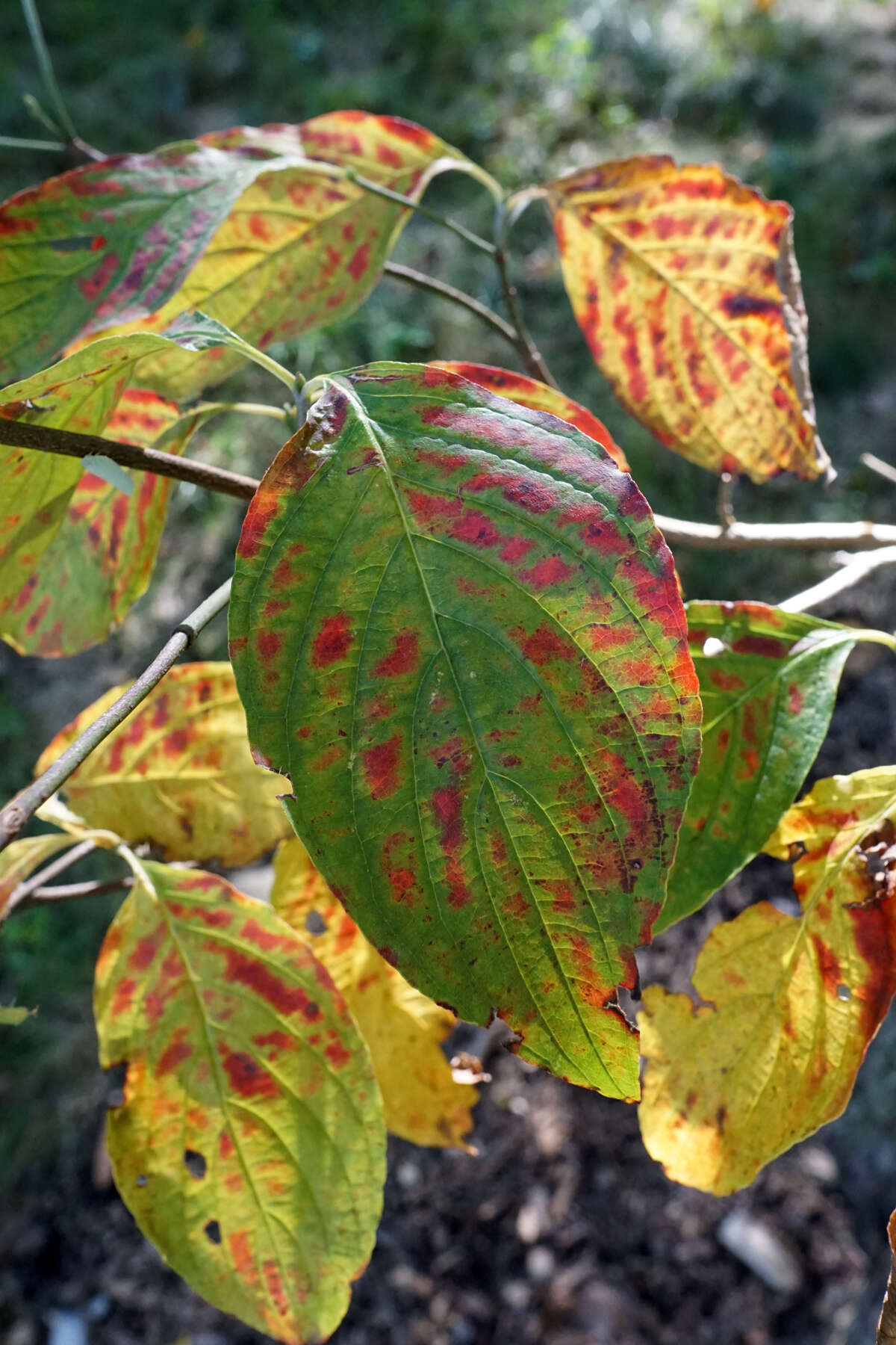 Image of flowering dogwood