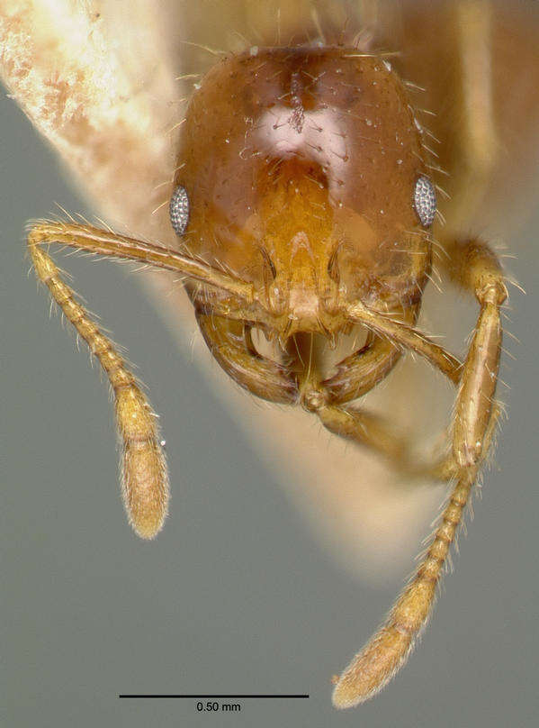 Solenopsis geminata (Fabricius 1804) resmi