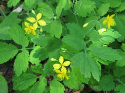 Image of celandine