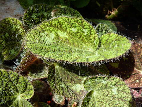 Image of Begonia sizemoreae Kiew