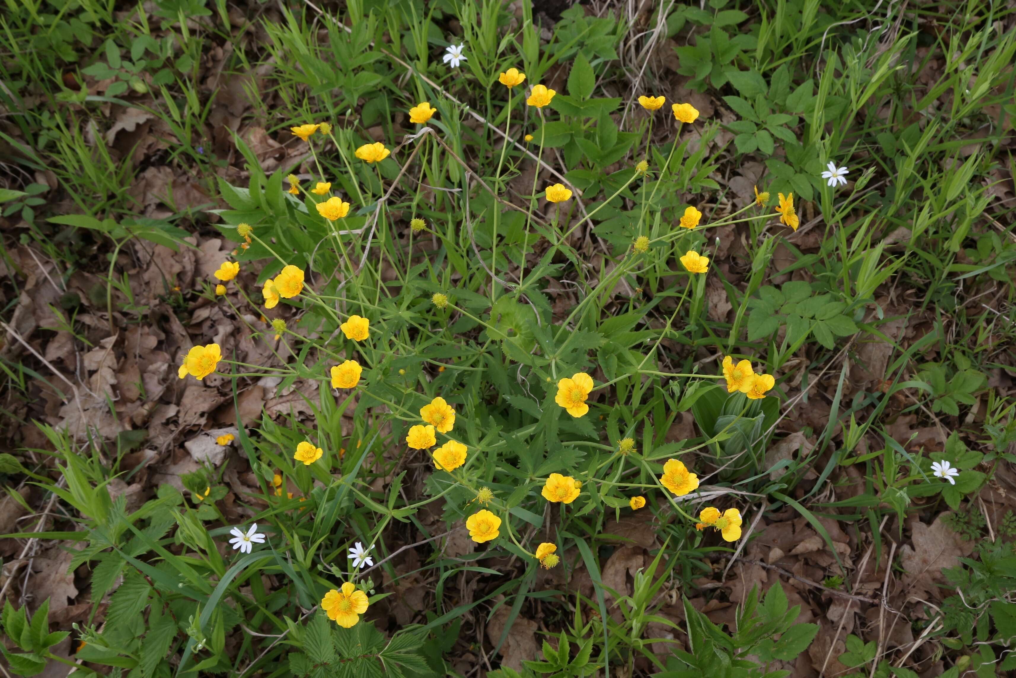 Image de Ranunculus cassubicus L.