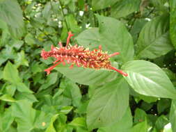 Image of Cardinal's guard flower