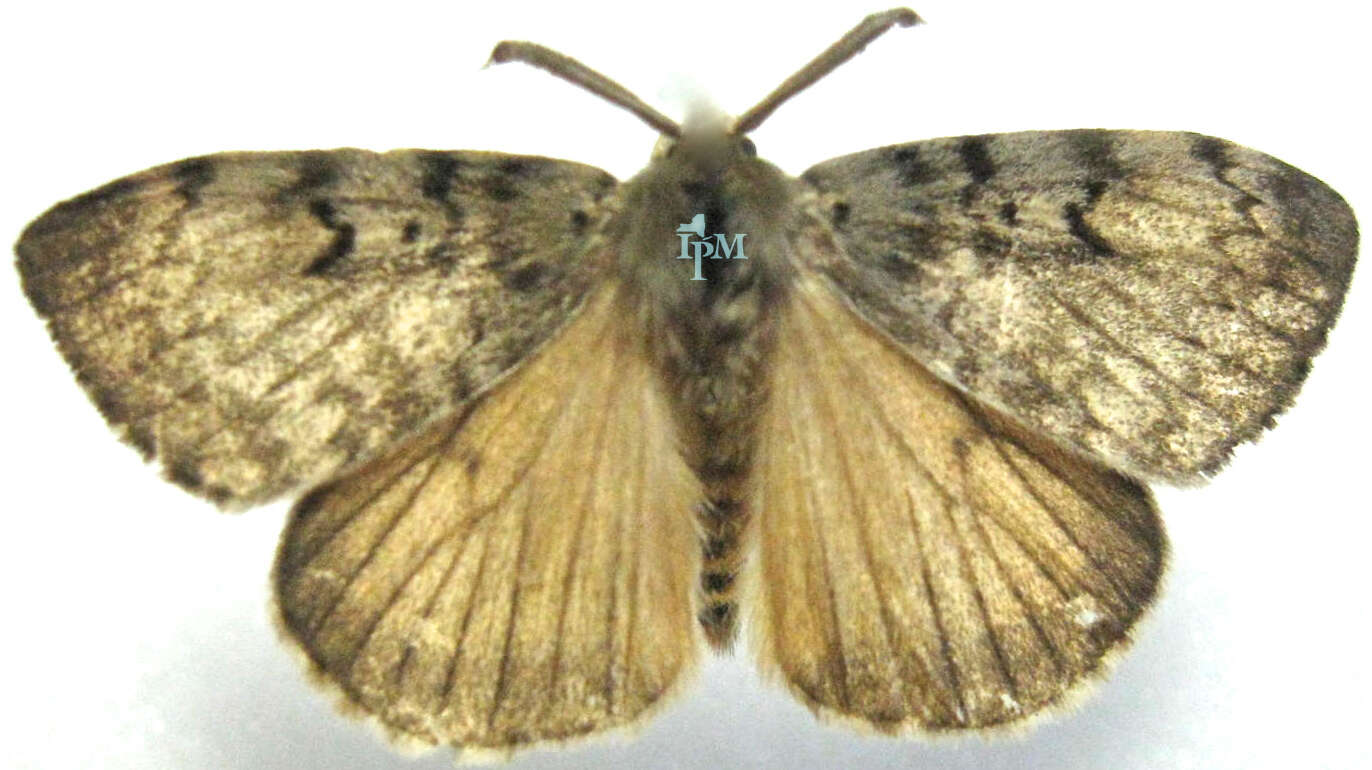 Image of gypsy moth