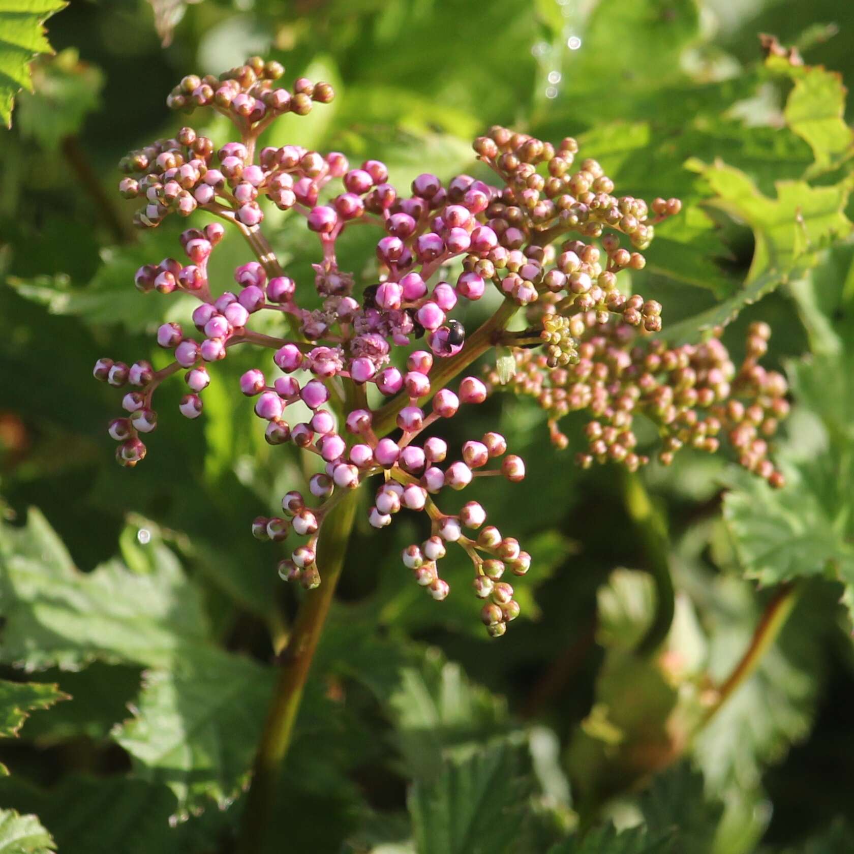 Image of Filipendula multijuga Maxim.