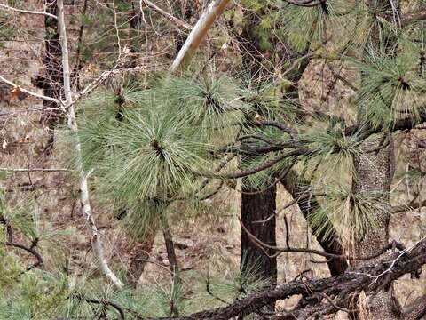 Imagem de Pinus engelmannii Carrière