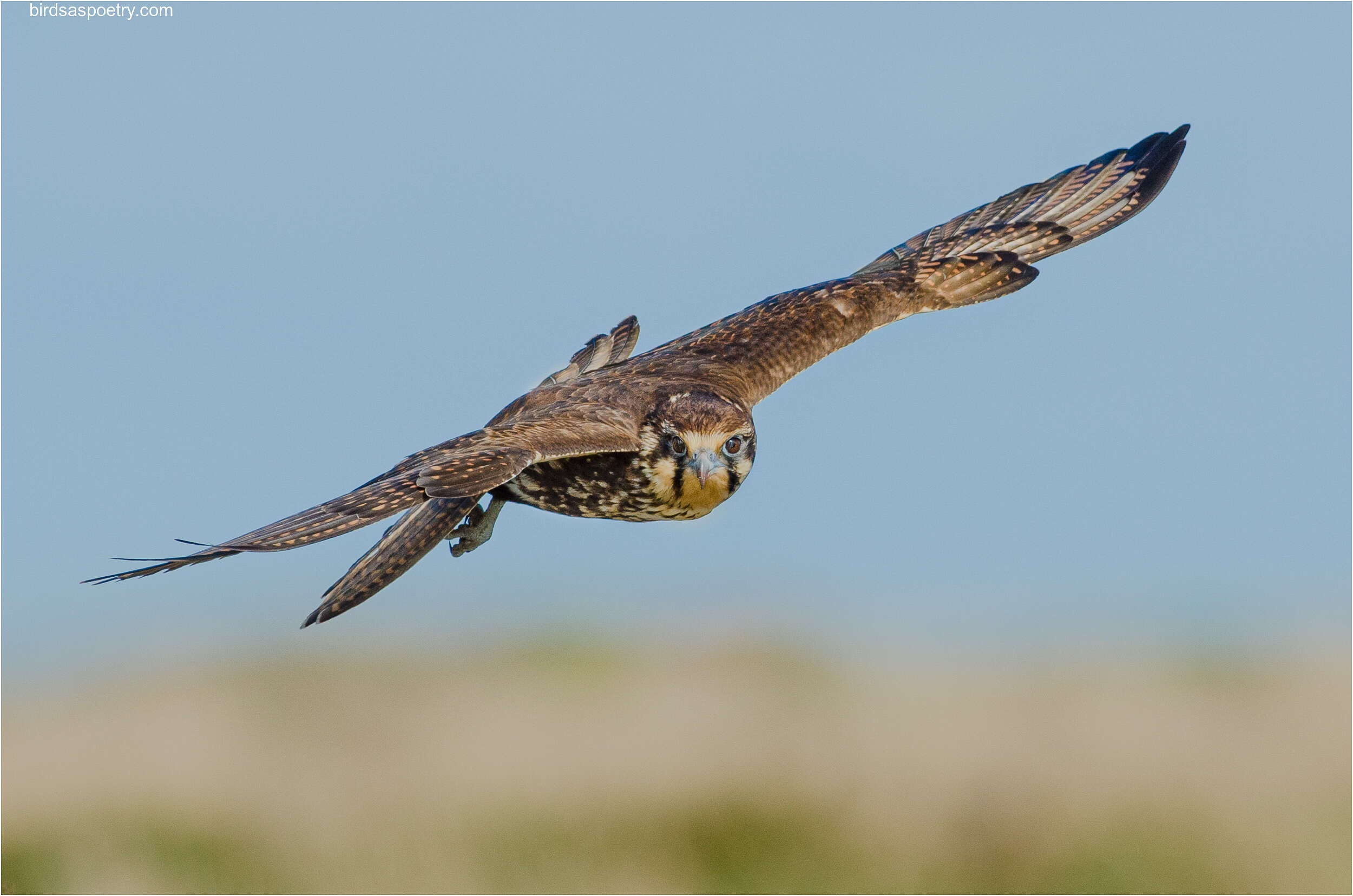 Image of Brown Falcon