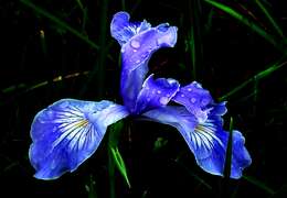 Image of toughleaf iris