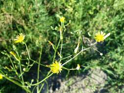 Image of smallflower hawksbeard