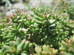 Image of White Stonecrop