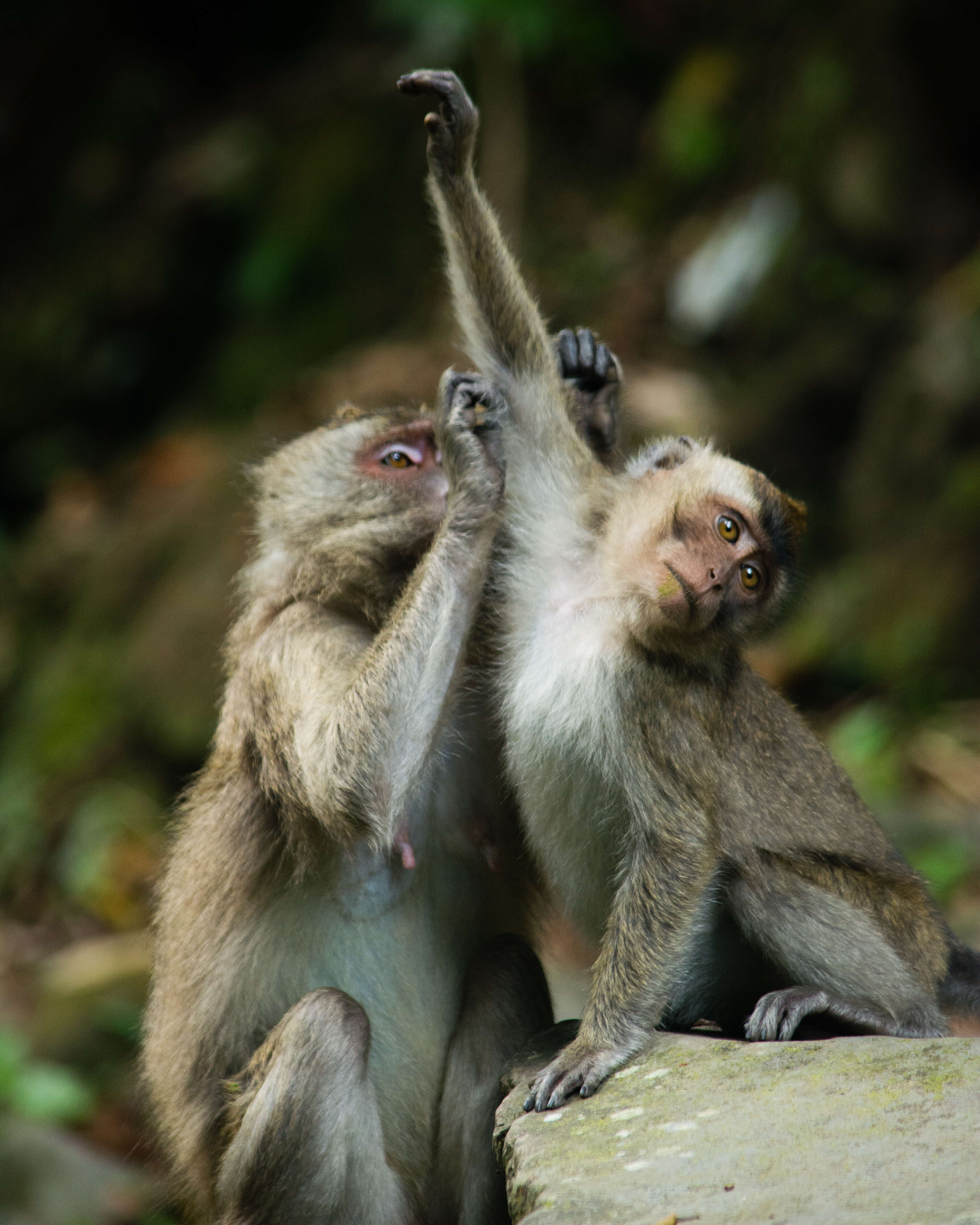 Image of Long-tailed Macaque