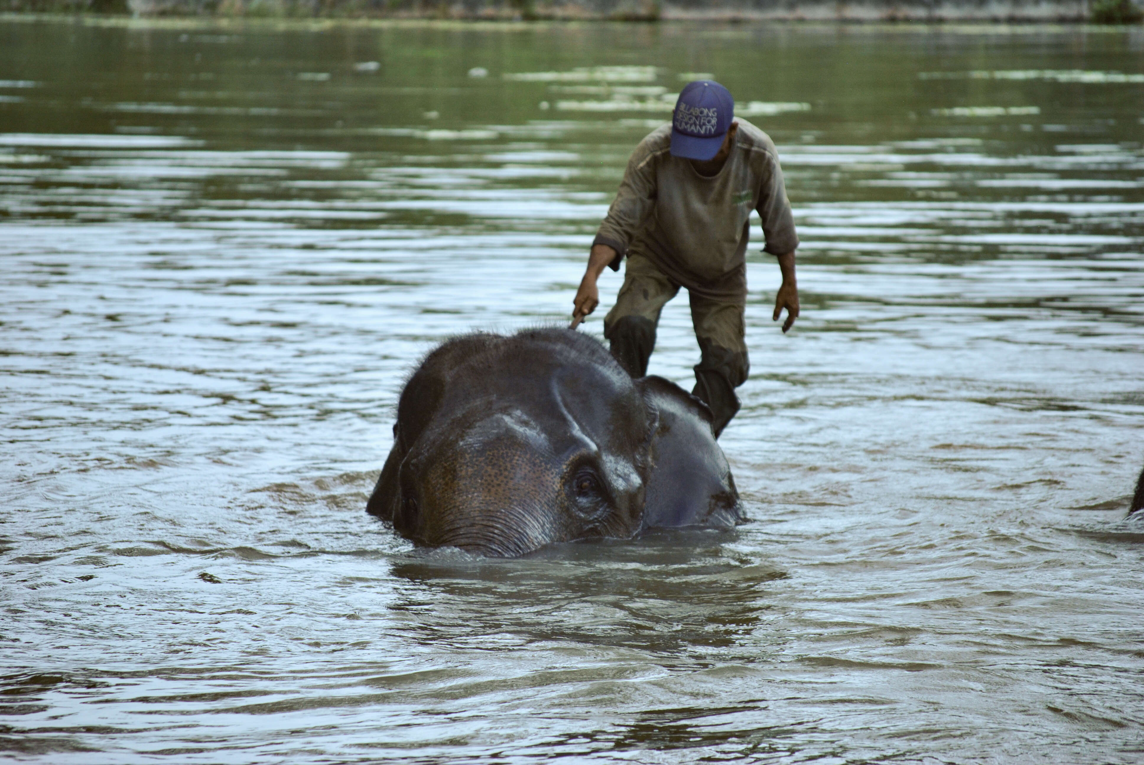 Image of Sumatran Elephant