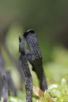 Imagem de Xylaria hypoxylon (L.) Grev. 1824