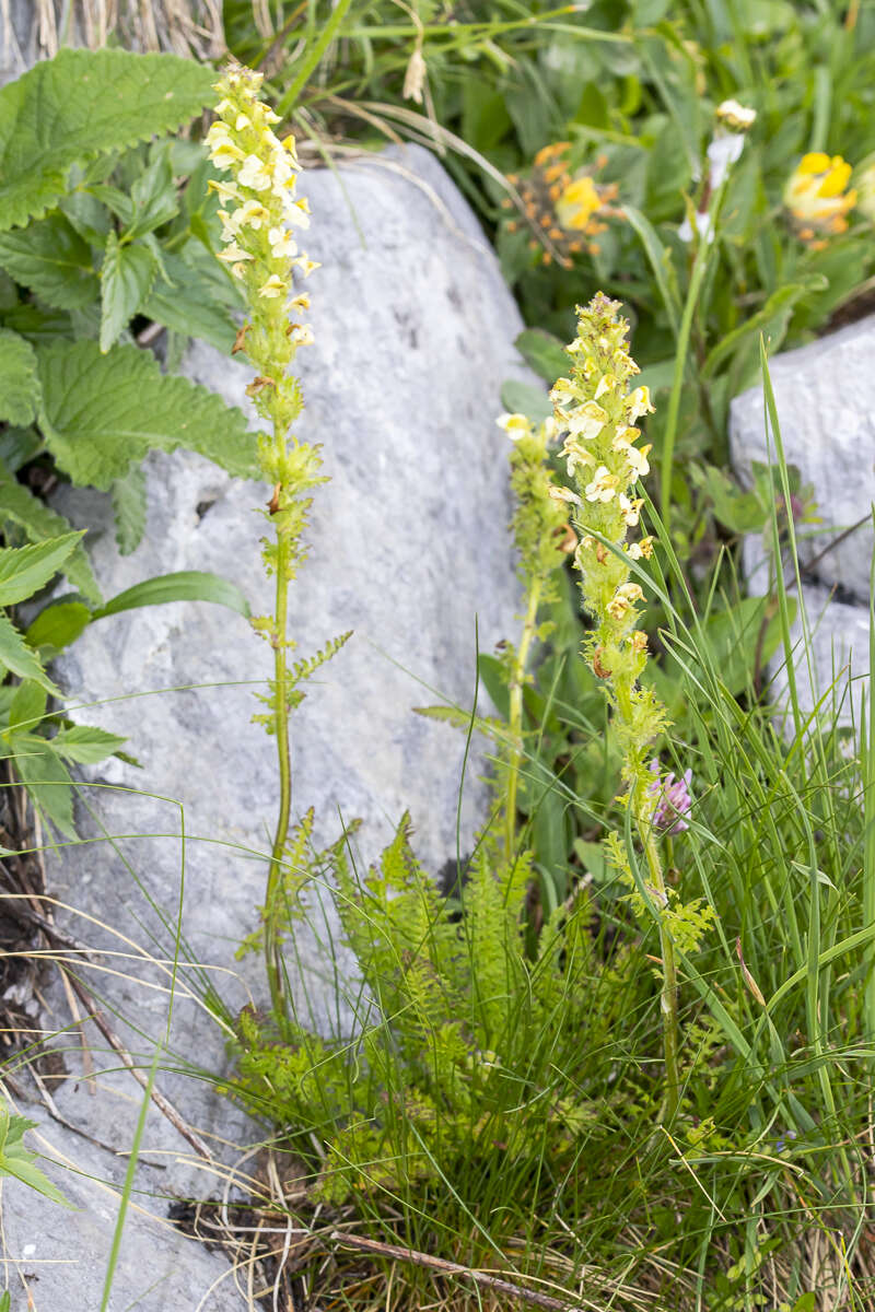 Image of Lousewort