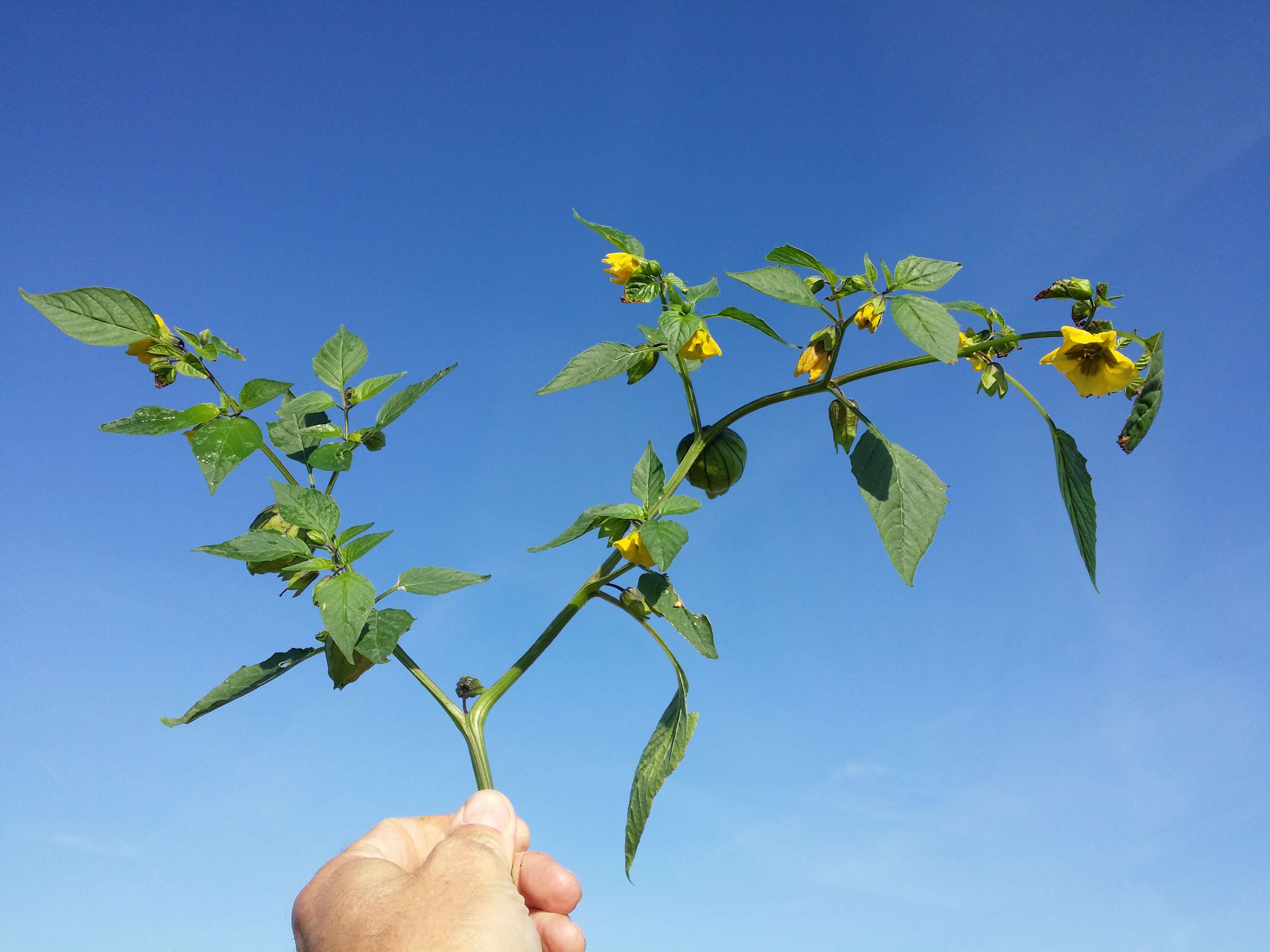 Physalis philadelphica Lam. resmi