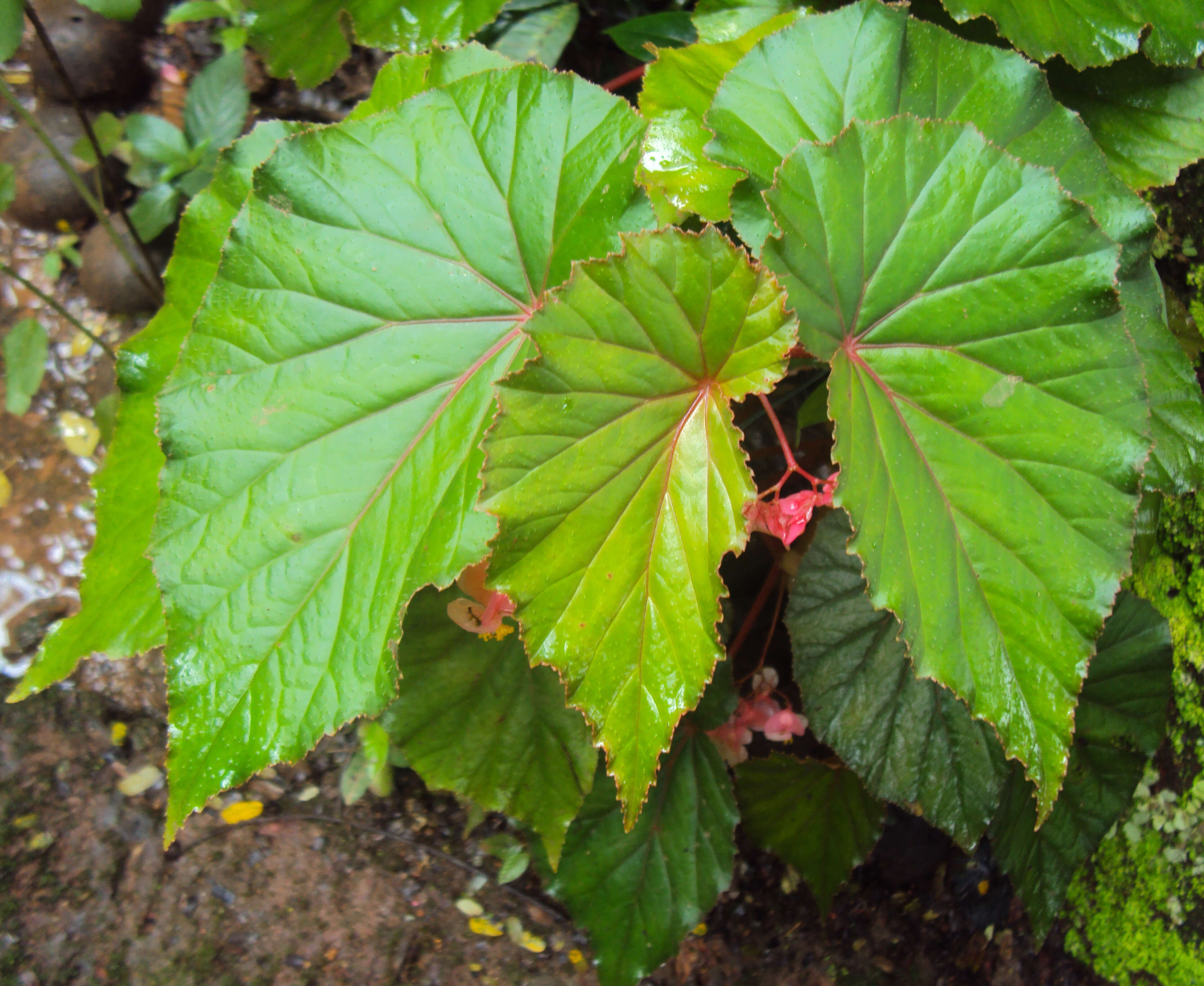 Image of Begonia malabarica Lam.