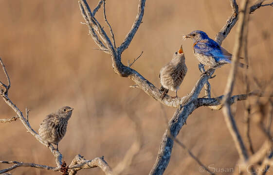 Image of Western Bluebird