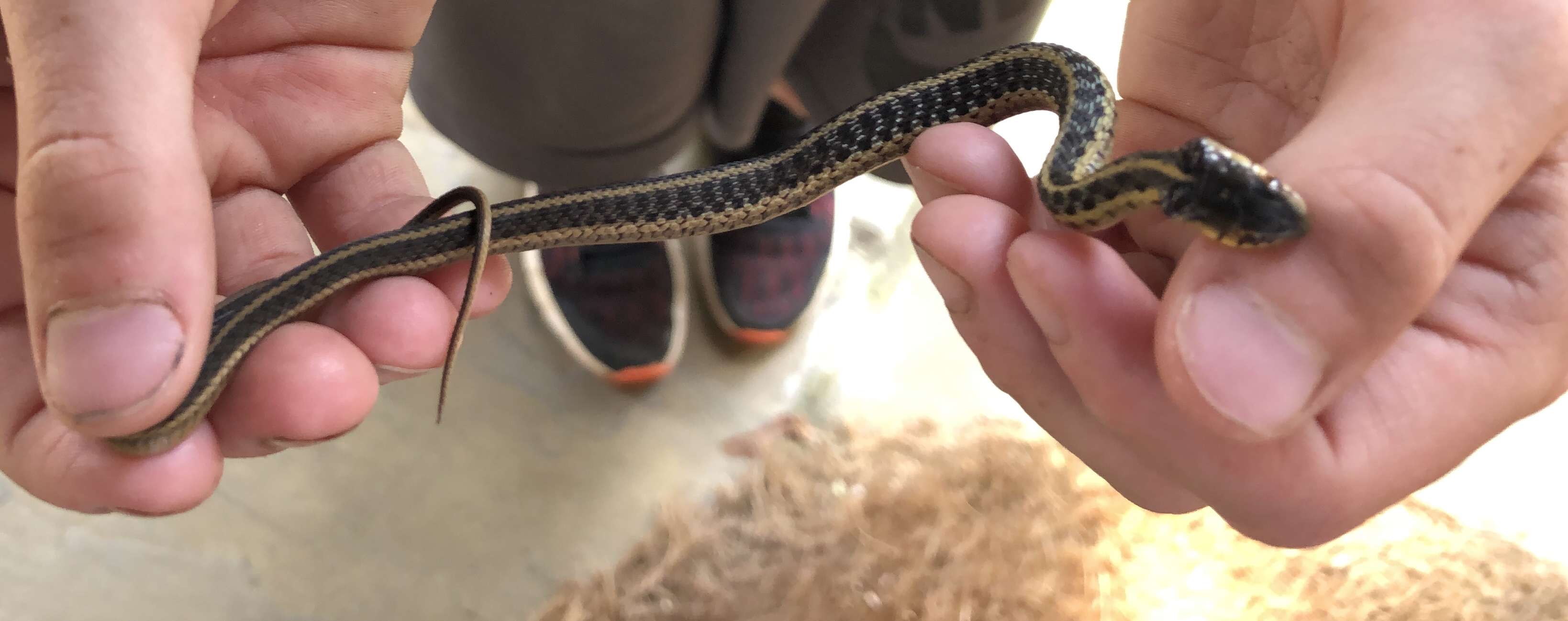 Image of Common Garter Snake