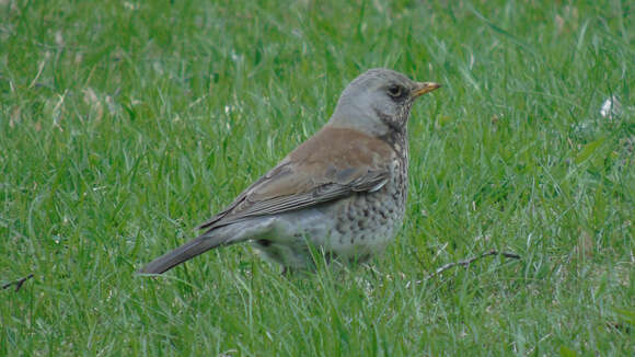 Image of Fieldfare