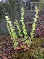 Image of Dillenius' speedwell