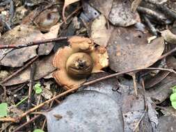 Image of Collared Earthstar