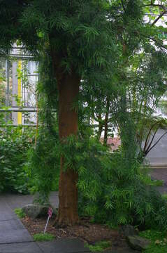 Image of Sickle-leaved Yellowwood