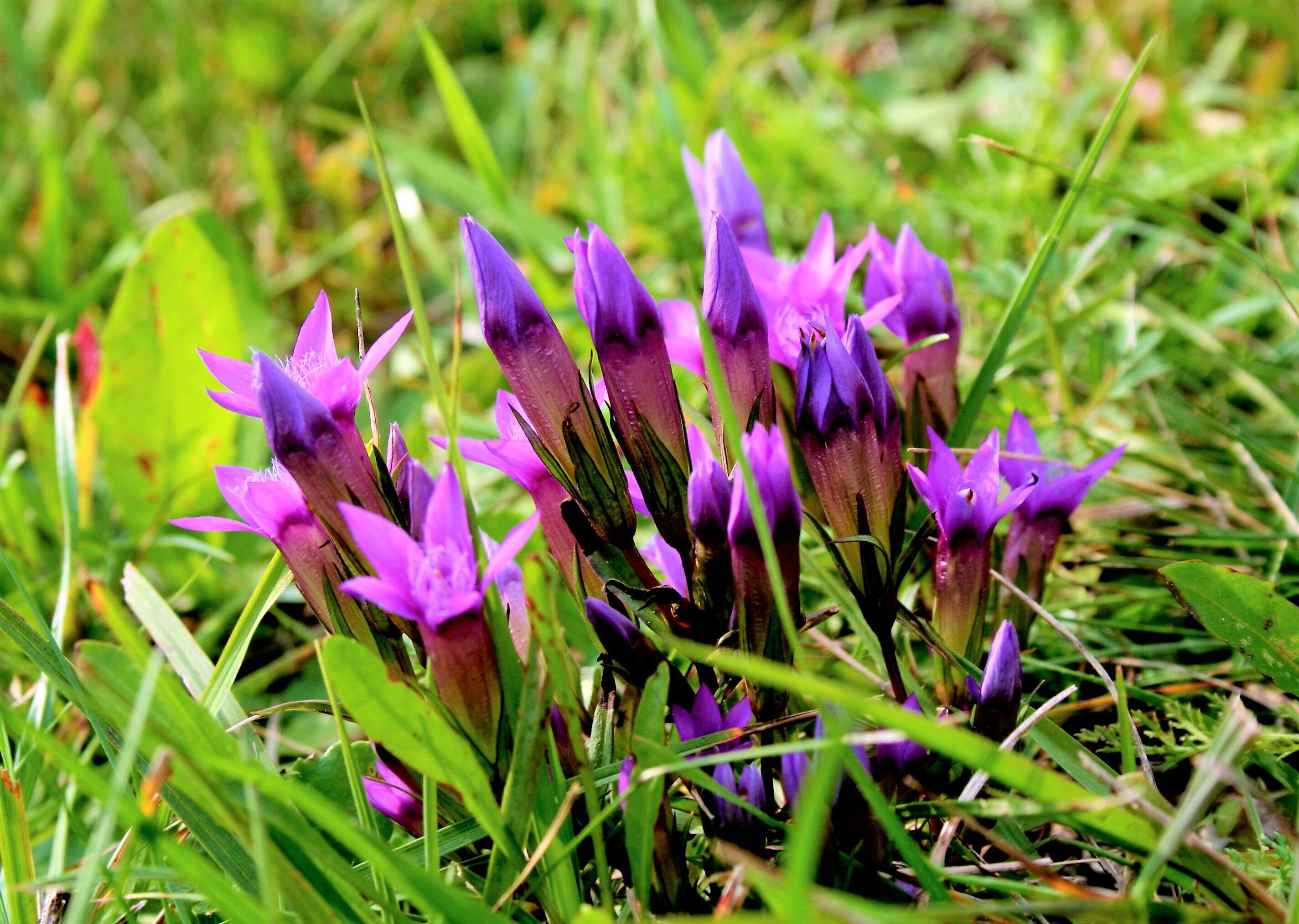 Image of chiltern gentian