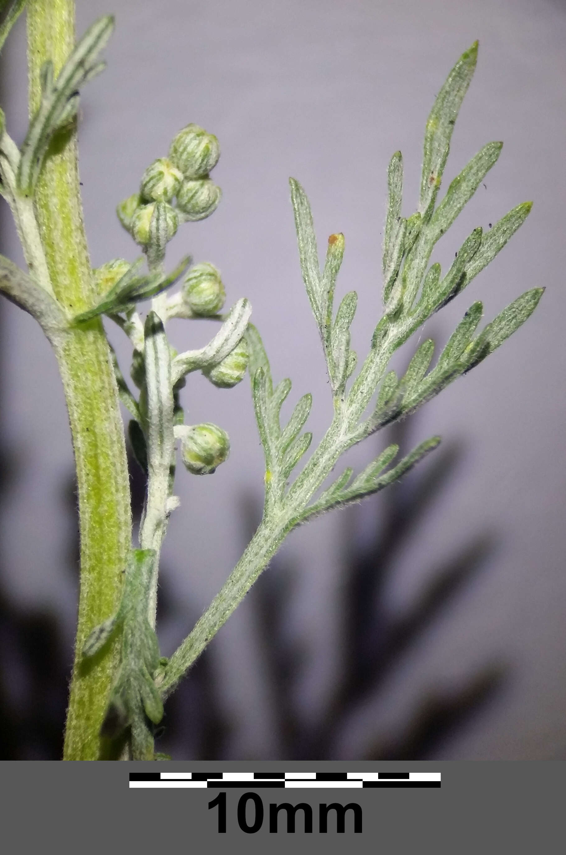 Image of Roman wormwood