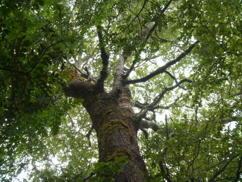 Image of Nothofagus truncata (Colenso) Cockayne