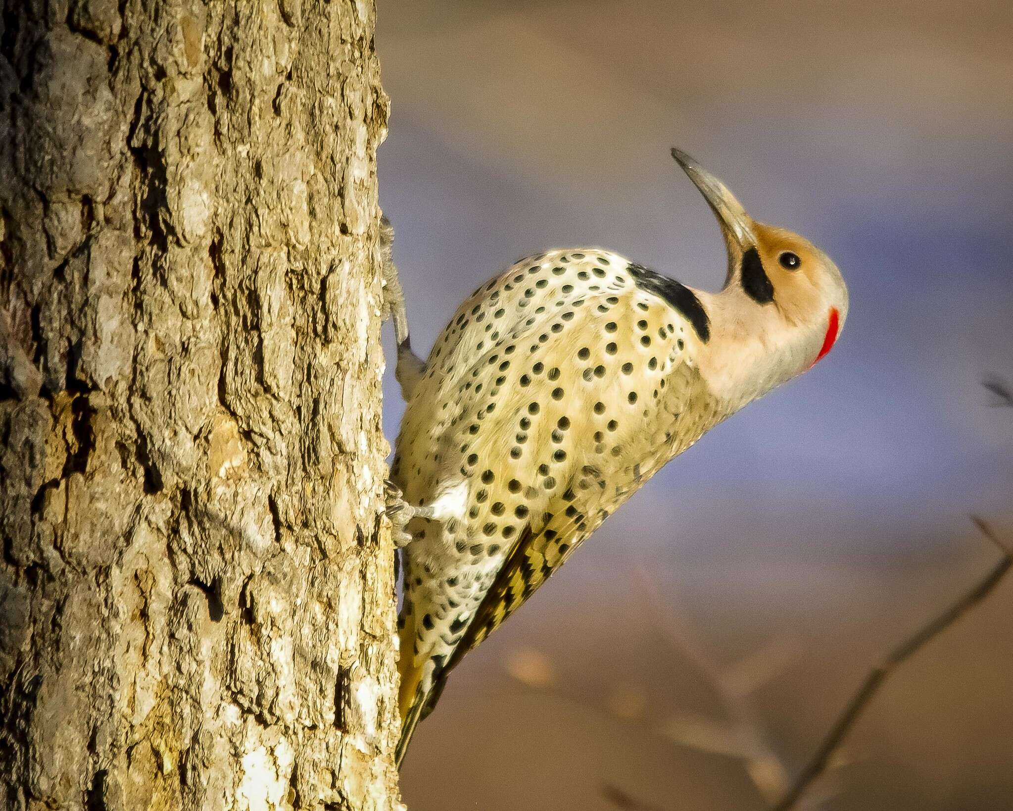 Image of Northern Flicker