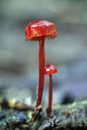 Image of Cruentomycena