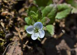 Image of Green field-speedwell