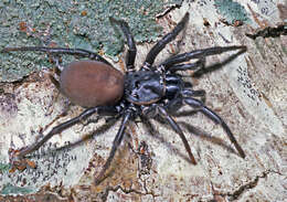 Image of Black tunnelweb