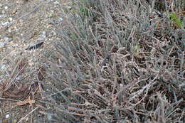 Image de Salicornia quinqueflora subsp. quinqueflora
