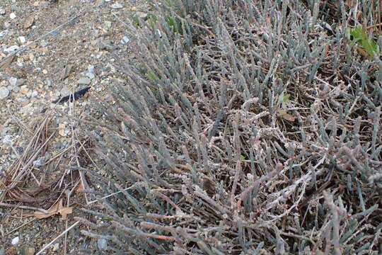 Image of Salicornia quinqueflora subsp. quinqueflora