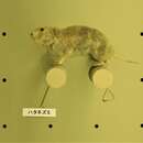 Sivun Japaninruohomyyrä kuva