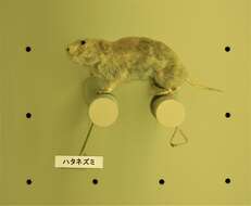 Image of Japanese Grass Vole