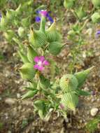 Image de Silene conoidea L.