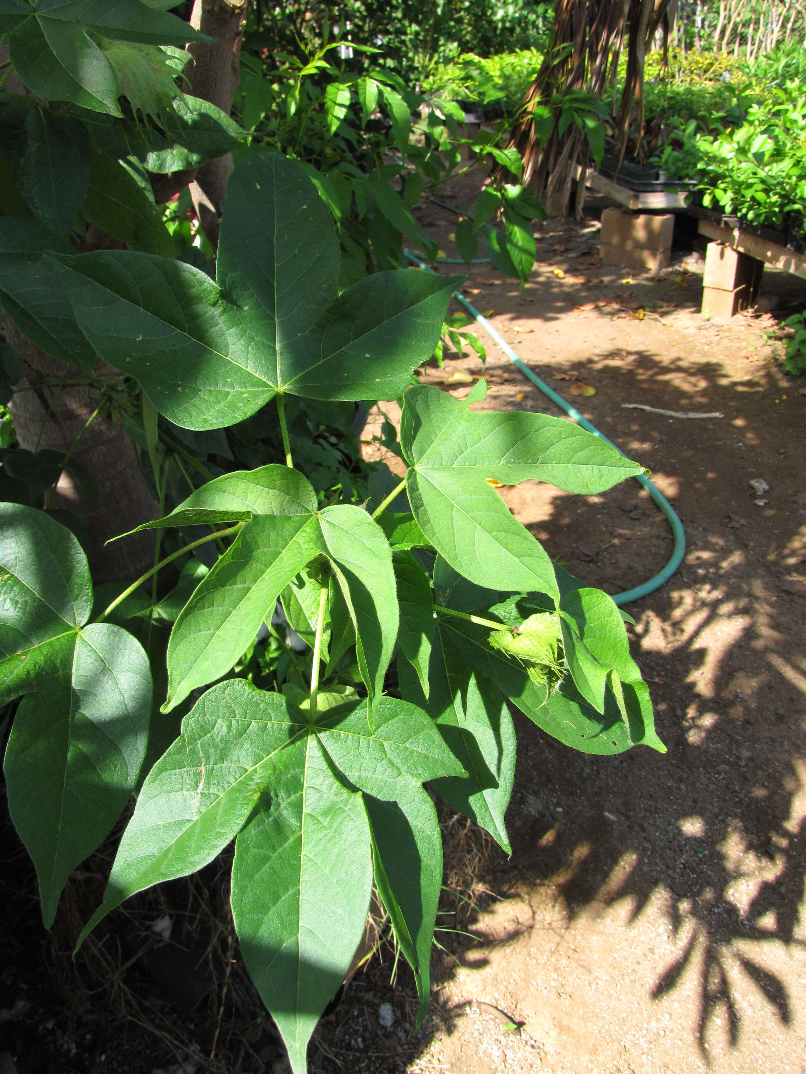 Image of Sea Island Cotton