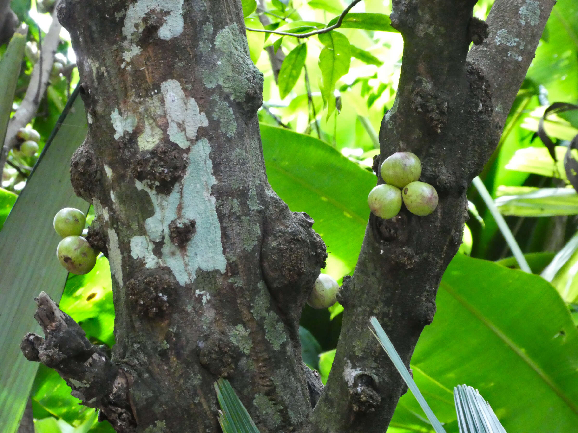 Image of Phaleria clerodendron F. Müll. ex Benth.