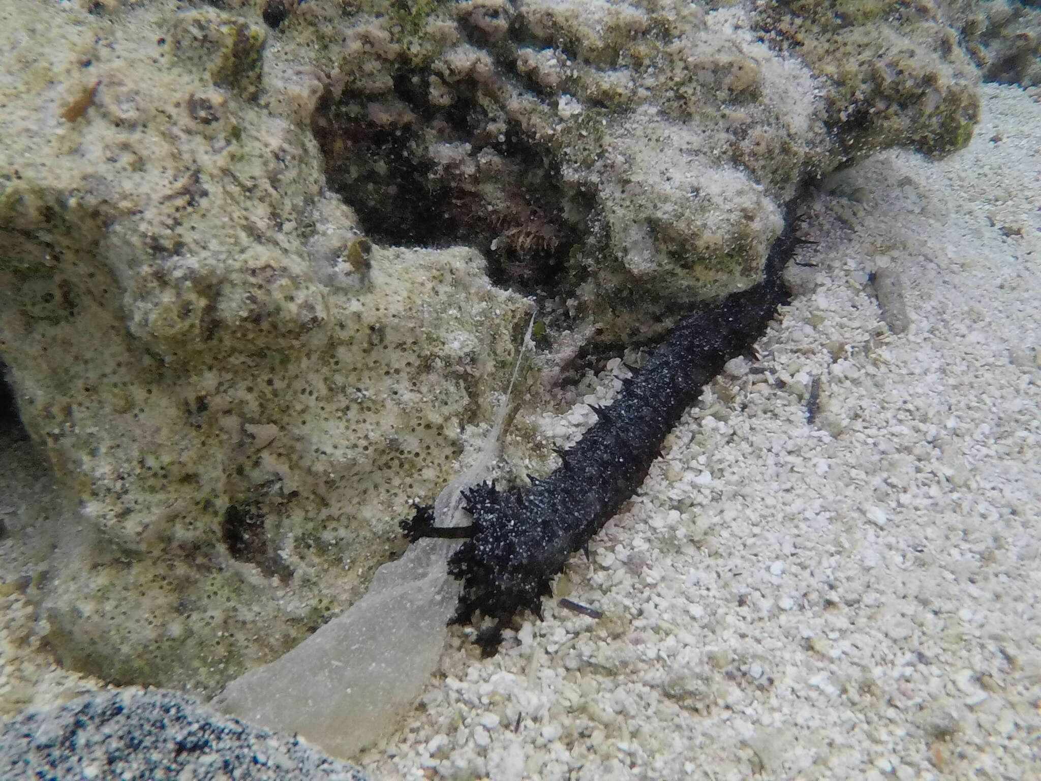 Holothuria (Mertensiothuria) leucospilota (Brandt 1835) resmi