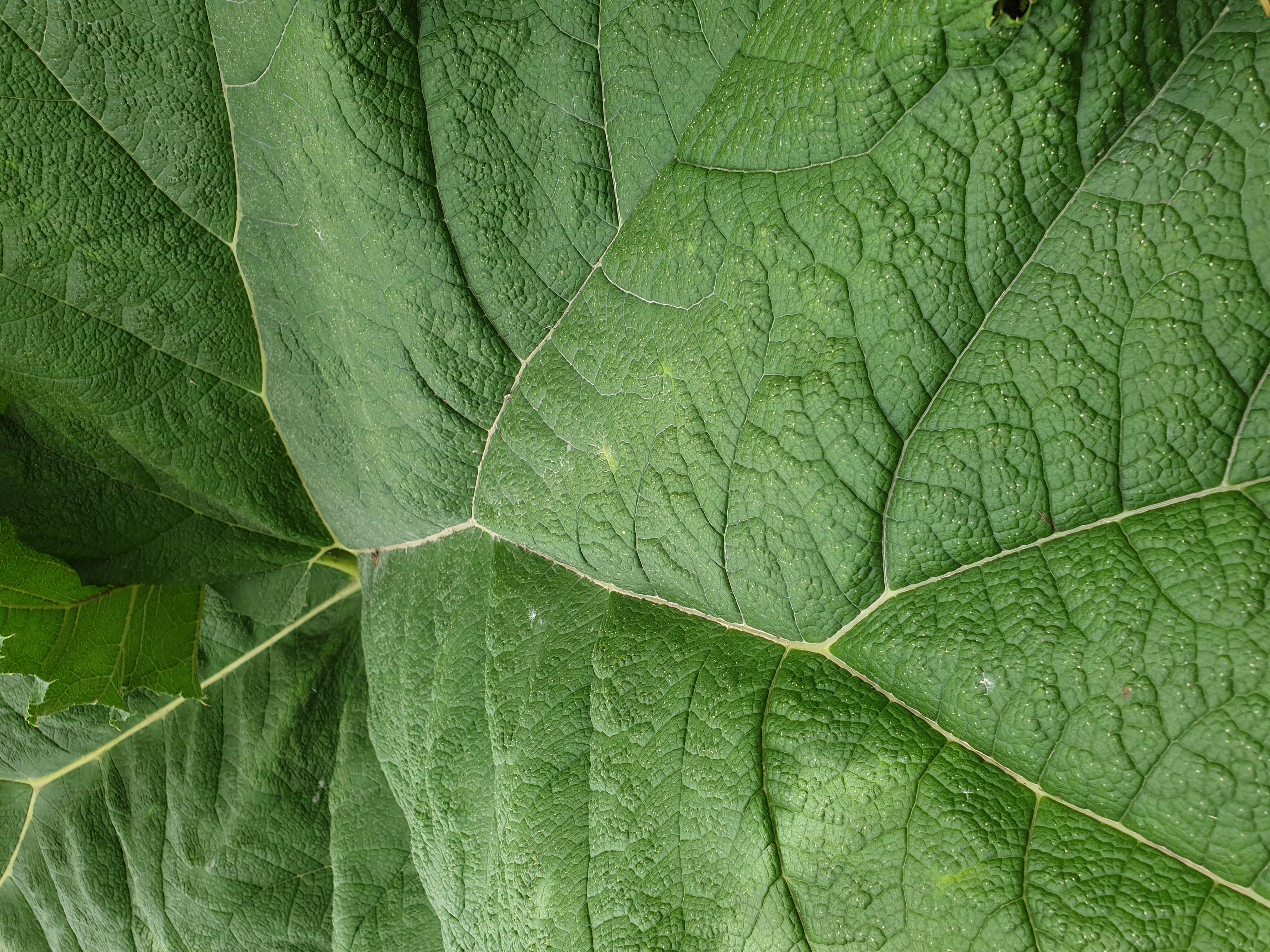 Image of Chilean gunnera