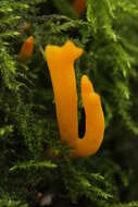 Image of Calocera viscosa (Pers.) Fr. 1821