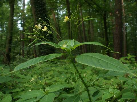 Image of small balsam