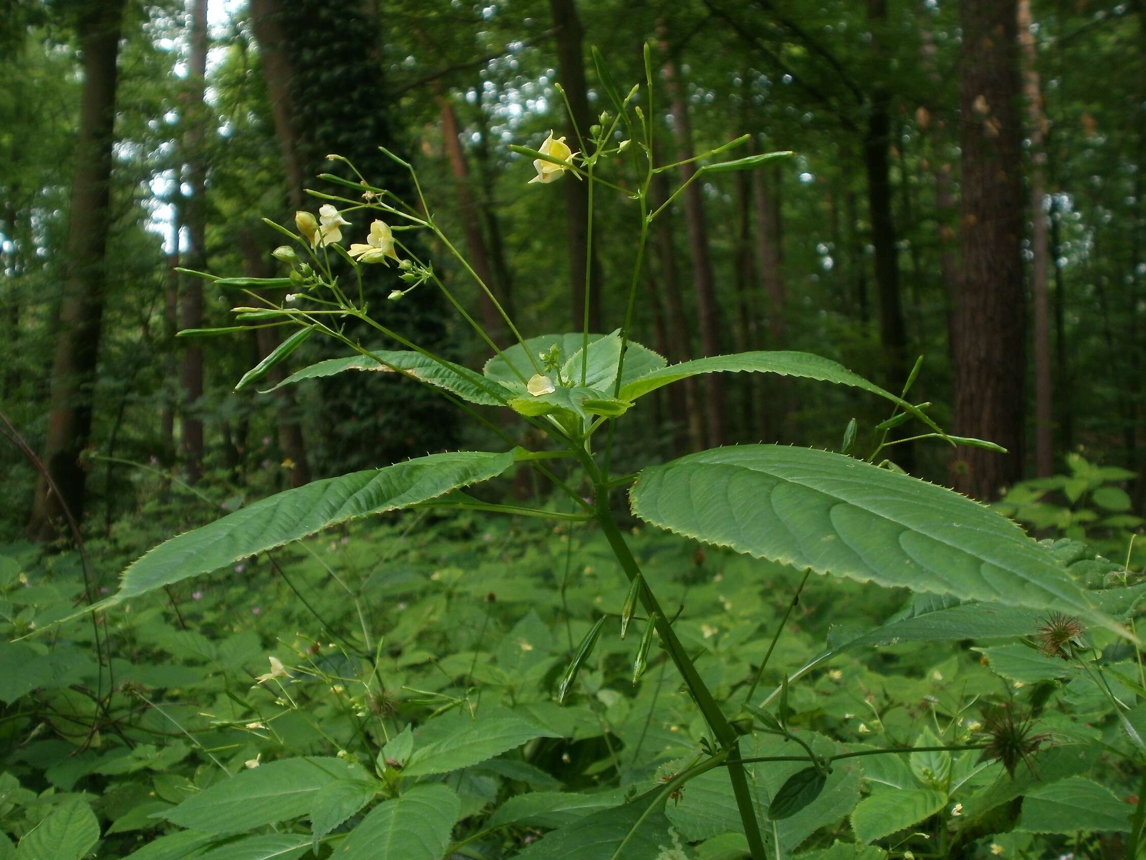 Impatiens parviflora DC. resmi